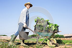Amateur grower carrying wheelbarrow with gathered green chard