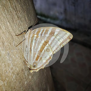 Amathusia phidippus on cement culvert texture
