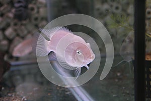 Amatitlania nigrofasciata african cichlid in aquarium