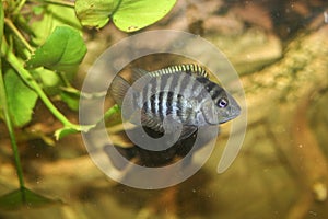 Amatitlania nigrofasciata african cichlid in aquarium photo