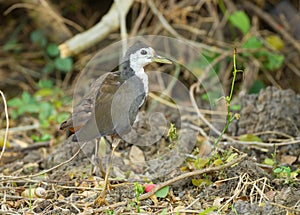 Amaurornis phoenicurus