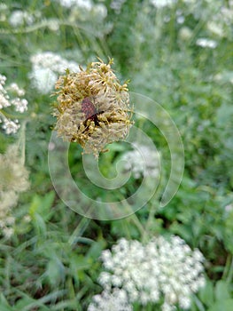 Amayzing home nature bug