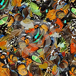 Amazed background made of pilling up colorful butterflies in different shapes and color, exotic texture photo