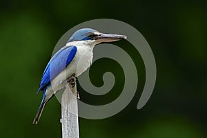 Amazed Collared kingfisher (Todiramphus chloris) white and blue