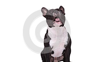 Amazed french bulldog puppy dog barking at something