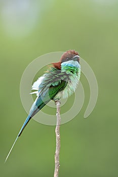 Amazed green bird with red brown head and blue chin perching on wooden stick in pluffy feathers in nature