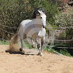 Amazign white andalusian stallion moving