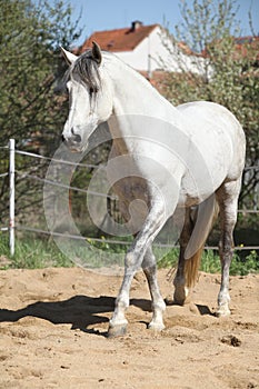 Amazign white andalusian stallion moving