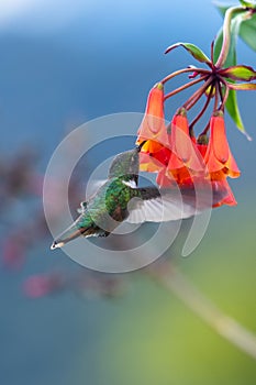 Amazilia decora, Charming Hummingbird, bird feeding sweet nectar from flower pink bloom. Hummingbird