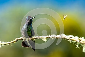 Amazilia decora, Charming Hummingbird, bird feeding sweet nectar from flower pink bloom. Hummingbird