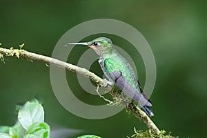 Amazilia decora, Charming Hummingbird, bird feeding sweet nectar from flower pink bloom. Hummingbird