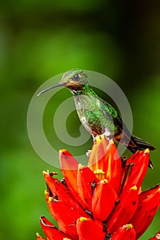 Amazilia decora, Charming Hummingbird, bird feeding sweet nectar from flower pink bloom. Hummingbird