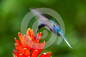 Amazilia decora, Charming Hummingbird, bird feeding sweet nectar from flower pink bloom. Hummingbird