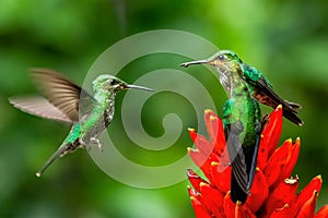 Amazilia decora, Charming Hummingbird, bird feeding sweet nectar from flower pink bloom. Hummingbird