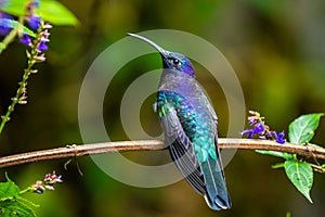 Amazilia decora, Charming Hummingbird, bird feeding sweet nectar from flower pink bloom. Hummingbird behaviour in tropic forest