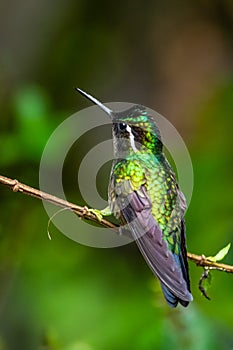 Amazilia decora, Charming Hummingbird, bird feeding sweet nectar from flower pink bloom. Hummingbird behaviour in tropic forest