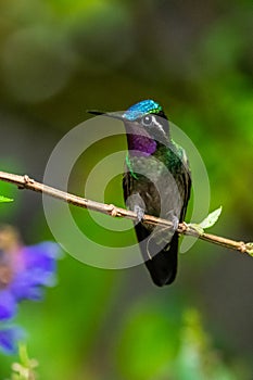 Amazilia decora, Charming Hummingbird, bird feeding sweet nectar from flower pink bloom. Hummingbird behaviour in tropic forest