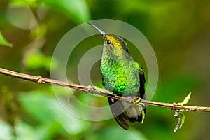 Amazilia decora, Charming Hummingbird, bird feeding sweet nectar from flower pink bloom. Hummingbird behaviour in tropic forest