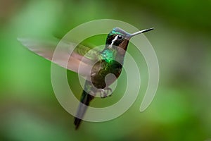 Amazilia decora, Charming Hummingbird, bird feeding sweet nectar from flower pink bloom. Hummingbird behaviour in tropic forest