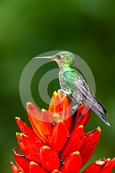 Amazilia decora, Charming Hummingbird, bird feeding sweet nectar from flower pink bloom. Hummingbird behaviour in tropic forest,