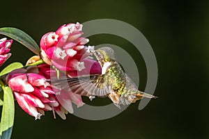 Amazilia decora, Charming Hummingbird, bird feeding sweet nectar from flower pink bloom. Hummingbird behaviour in tropic forest, n