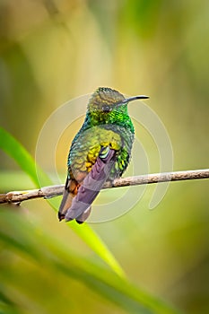 Amazilia decora, Charming Hummingbird, bird feeding sweet nectar from flower pink bloom. Hummingbird behaviour in tropic forest, n