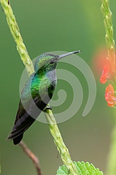 Amazilia decora, Charming Hummingbird, bird feeding sweet nectar from flower pink bloom. Hummingbird behaviour in tropic forest, n