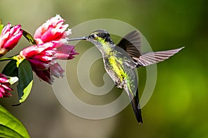 Amazilia decora, Charming Hummingbird, bird feeding sweet nectar from flower pink bloom. Hummingbird behaviour in tropic forest, n