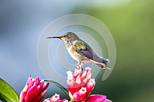 Amazilia decora, Charming Hummingbird, bird feeding sweet nectar from flower pink bloom. Hummingbird behaviour in tropic forest, n