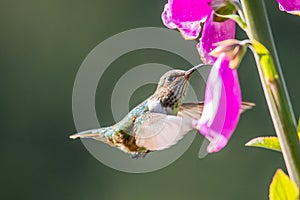 Amazilia decora, Charming Hummingbird, bird feeding sweet nectar from flower pink bloom. Hummingbird behaviour in tropic forest, n