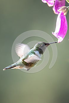 Amazilia decora, Charming Hummingbird, bird feeding sweet nectar from flower pink bloom. Hummingbird behaviour in tropic forest, n