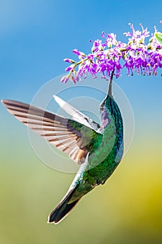 Amazilia decora, Charming Hummingbird, bird feeding sweet nectar from flower pink bloom. Hummingbird behaviour in tropic forest, n