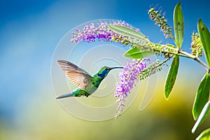 Amazilia decora, Charming Hummingbird, bird feeding sweet nectar from flower pink bloom. Hummingbird behaviour in tropic forest, n