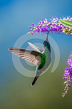 Amazilia decora, Charming Hummingbird, bird feeding sweet nectar from flower pink bloom. Hummingbird behaviour in tropic forest, n