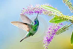 Amazilia decora, Charming Hummingbird, bird feeding sweet nectar from flower pink bloom. Hummingbird behaviour in tropic forest, n