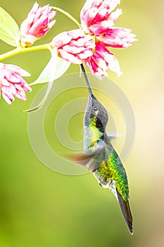 Amazilia decora, Charming Hummingbird, bird feeding sweet nectar from flower pink bloom. Hummingbird behaviour in tropic forest, n