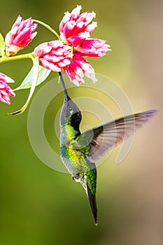 Amazilia decora, Charming Hummingbird, bird feeding sweet nectar from flower pink bloom. Hummingbird behaviour in tropic forest, n