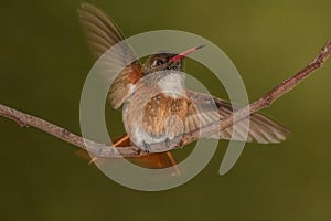 Amazilia Hummingbird 2