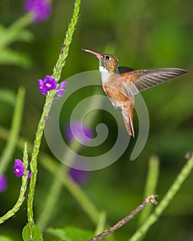 Amazilia Hummingbird
