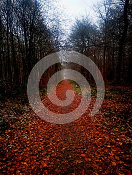 Amazin photo in the forest