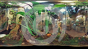 Amazing 360-Degree View Inside a Tropical Rainforest Vivarium