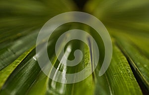 Amazing abstract macro view of a palm leaf with shallow depth of field