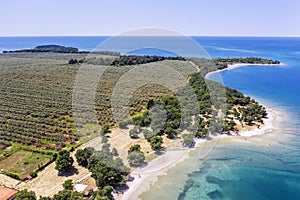 An aerial view of beaches and olive field at Cervar Porat, Istria, Croatia