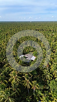 Amazing aerial view of Mekong Delta village, vast coconut, nipa tree field, roof of lonely house in green of palm tree, solitary photo