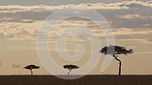 Amazing African landscape in Maasai Mara National Reserve as sun goes down at sunset, Acacia trees o