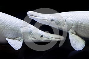 Amazing Albino Alligator Gars Silver or  Aligator Platinum fishin fish tank