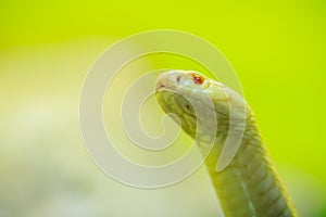 Amazing albino cobra snake in the wild. The monocled cobra (Naja kaouthia), also called monocellate cobra, is a cobra species