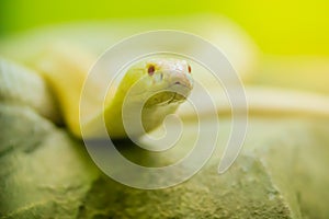 Amazing albino cobra snake in the wild. The monocled cobra (Naja kaouthia), also called monocellate cobra, is a cobra species