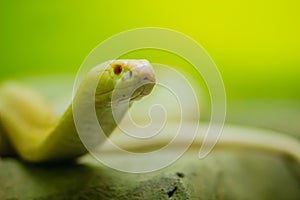 Amazing albino cobra snake in the wild. The monocled cobra (Naja kaouthia), also called monocellate cobra, is a cobra species