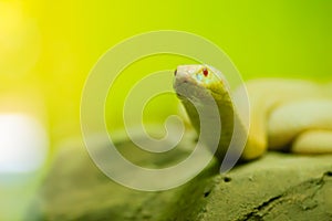 Amazing albino cobra snake in the wild. The monocled cobra (Naja kaouthia), also called monocellate cobra, is a cobra species